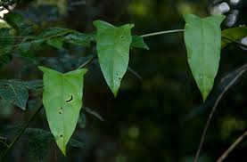 Image result for Adenia rumicifolia
