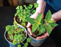 Learn how to grow an indoor windowsill herb garden and enjoy herbs whenever you need them. How To Grow Windowsill Herbs Market Of Choice
