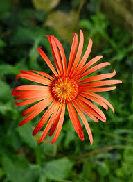 Image result for Gerbera jamesonii