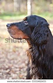 A series of short vignettes of gordon setter puppies tearing up the living room. Shutterstock Puzzlepix