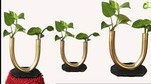 Pin On Money Plant