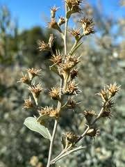 Image result for Eriocephalus luederitzianus