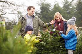 Watch to find out more, hope you enjoy!●●●●●●●●●●●●●●●. Live Christmas Tree Shopping Is A Fun Family Affair Human Interests Social News Recipes Tctimes Com