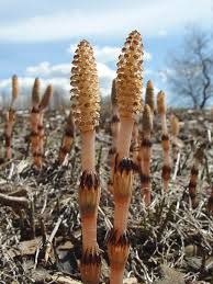 Image result for Equisetaceae