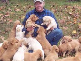 Our next litter of goldens will be posted for reservation on wednesday, october 7. Vagoldenretrievers Discover The Love Of A Golden Retriever
