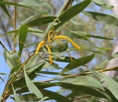 Image result for Acacia auriculiformis