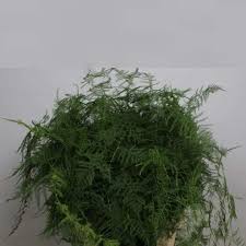 Image result for Asparagus setaceus