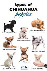Our chihuahuas also have a variety of coats (smooth coat, short hair, long hair). 9pedia Ohhhh Chihuahua Facebook
