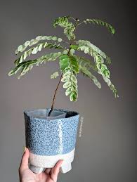 Image result for Phyllanthus polyanthus