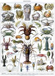Crustaces Illustration Francaise Illustration De Poisson Illustration
