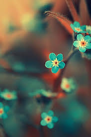 Iphone Flower Backgrounds Group 63 These have been media event wallpapers, apple advertising imagery, or in this case, original ios wallpapers for. iphone flower backgrounds group 63