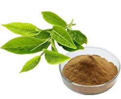 Tea Polyphenols - GREEN AGRI