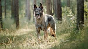 Mother is mixed belgian/german shepherd. German Shepherd Wolf Mix Breed Information Pictures Price All Things Dogs All Things Dogs