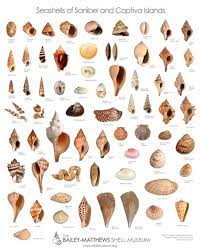 Sanibel Island Fl The World S Best Shelling Beaches Shell Beach Sanibel Shells Types Of Shells