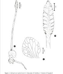 Image result for Ophioglossum gomezianum