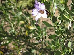 Image result for Petalidium bracteatum