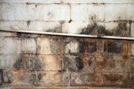 White mold is a powdery fungus made up of different fungal species that can appear white, green, or grey, depending on the type of surface it has infected. The Risks Of White Mold In Crawl Space