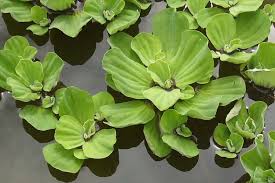 Image result for Pistia