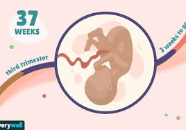 Pregnancy > week by week. 37 Weeks Pregnant Baby Development Symptoms And More