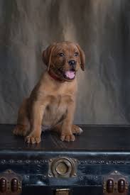 Raised and socialized in our home. Balsam Branch Kennel Fox Red Lab Puppies For Sale Located In Balsam Lake Wisconsin