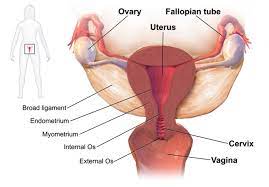 Derive directly from raster image with organsedit. The Female Reproductive System Boundless Anatomy And Physiology
