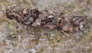 Image result for Teleiopsis diffinis