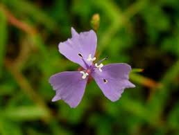 Image result for Murdannia semiteres