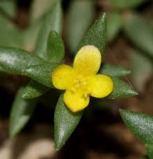 Image result for Portulaca kermesina