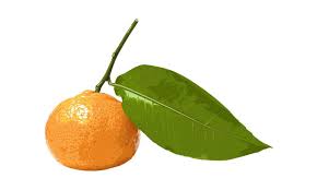 Image result for Citrus reticulata