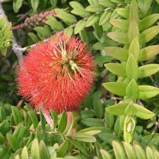 Image result for Melaleuca hypericifolia
