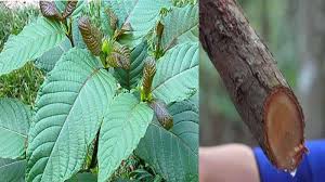 Cara mudah menyemai pokok ketum. Kenali 2 Tumbuhan Fenomenal Di Pulau Borneo Kalimantan Dilema Daun Kratom Dan Kayu Bajakah Halaman All Tribun Pontianak