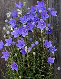 Birth Month Flower Grow Kit Australia Pbbblue Balloon Flowerseedsan Heirloom Favorite Etsy Balloon Flowers Flower Seeds Wildflower Garden
