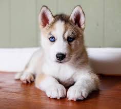 Click here to view dogs in connecticut for adoption. Siberian Husky Puppies For Sale