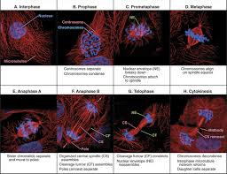We did not find results for: Mitosis And Cytokinesi Basicmedical Key
