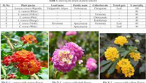 Pdf An Evaluation On The Larvicidal Efficacies Of Aqueous Leaf Extracts Of Lantana Camara And Catharanthus Roseus Against Mosquito Larvae Semantic Scholar