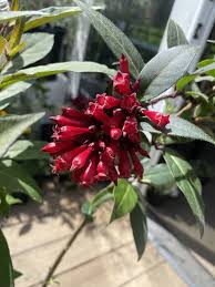 Image result for Cestrum