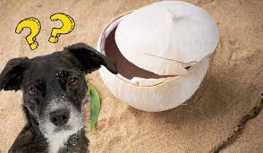 In general, most adults don't exercise strenuously enough to need sports drinks or coconut water, so. Can Dogs Drink Coconut Water A Few Good Pets