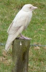 Black And White Ravens These Animals Are Very Different Than Most Animals The Reason Why Is Beyond Albino Animals Rare Albino Animals Rare Birds