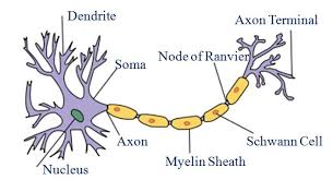 Maybe you would like to learn more about one of these? Ncert Solutions For Class 9 Science Chapter 6 Tissues