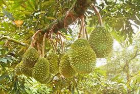 Cara menanam durian jenis musang king tidak sulit, anda hanya perlu memindahkan bibitnya ke dalam lubang tanam saja. Cara Tanam Durian Musang King Belajar Lif Co Id
