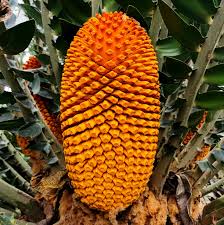 Image result for Encephalartos ngoyanus