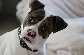 Puppy adoption packet & dog adoption packet link. Greater Charlotte Spca