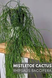Image result for Rhipsalis baccifera