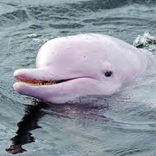 你是否曾覺得藍色憂鬱、綠色代表嫉妒，或是看到紅色就感到生氣呢？ 或是你曾因為出乎意料（英文可用out of the blue形 紅色. äºžé¦¬éœè§€ç²‰è‰²æµ·è±šåŠæ—¥éŠ å·´è¥¿æ™®é€šç·šè·¯ Hopetripå°ˆæ¥­æ—…éŠç¶²