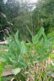 Image result for Hymenodictyon parvifolium