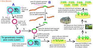 This fourth and final argument postulates that a particular form of genetic modification, cloning, violates the uniqueness of the cloned person. Gene Therapy Uses Safety Ethics Concerns Uses Genetic Engineering Technique Making Insulin Pros Cons Gm Crops Products Medical Applications Dna Ligase Restriction Enzymes Igcse O Level Gcse 9 1 Biology Revision Notes Examinations