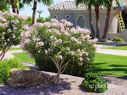 Ramblings From A Desert Garden Desert Landscaping Front Yard Landscaping Plant Diseases