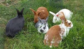 When a doe that is ready for mating is placed with an active,. How Big Can Rabbits Grow Jaguza Farm Support