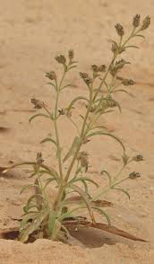 Image result for Vahlia