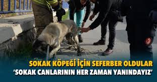 Menemen Belediyesi Sokak Kopegi Icin Seferber Oldu Iz Gazete Izmir In Gazetesi